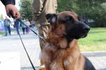 В Алтайском крае планируют ввести ответственность за нарушение требований к содержанию и выгулу домашних животных