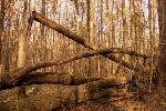 Государственная Дума в первом чтении единогласно приняла изменения в статью 32 Лесного кодекса Российской Федерации в части отнесения валежника к недревесным лесным ресурсам