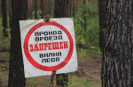 Краевой парламент обратится в Госдуму с предложением предоставить лесникам в пользование лесные участки