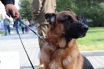 В Госдуму внесен законопроект об административной ответственности за нарушения в области обращения с животными