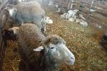 Иван Лоор: «В Алтайском крае надо возрождать овцеводство»