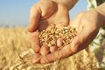 Министерство сельского хозяйства РФ внесло в Правительство проект федерального закона «О семеноводстве»