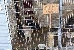 Депутаты АКЗС обсудили поправки в законодательство о бродячих животных с представителями приюта «Ласка»